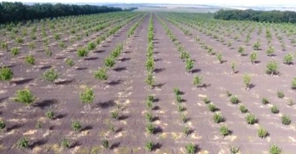 В Україні росте найпівнічніший горіховий сад у світі фото, ілюстрація
