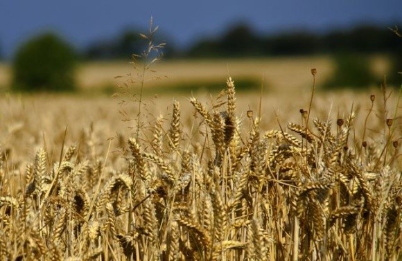 В рамках гуманітарної програми «Grain from Ukraine» Україна відправлятиме до 10 суден з продовольством щомісяця фото, ілюстрація