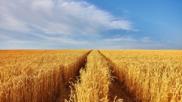 Україна поставить зерно африканським країнам фото, ілюстрація