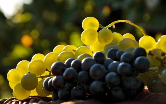Аномальна спека в Європі стала сприятливою для виноградарів фото, ілюстрація