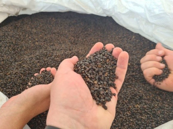 Україна отримала 140 тонн насіння гречки сорту Собо фото, ілюстрація