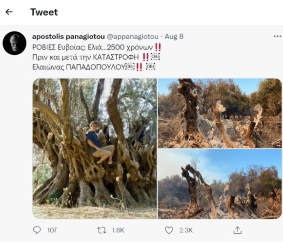 У Греції лісова пожежа знищила оливкове дерево, якому було 2,5 тисячі років фото, ілюстрація