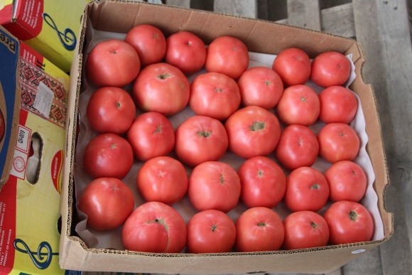 Україна скоротила експорт тепличних помідорів до історичного мінімуму фото, ілюстрація
