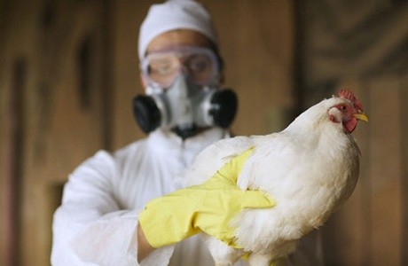 На Одещині загинуло понад 11 тисяч голів птиці від пташиного грипу фото, ілюстрація