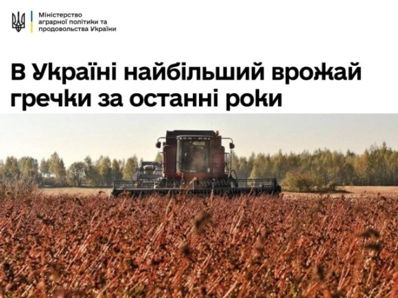 Україна зібрала найбільший урожай гречки за останні роки фото, ілюстрація