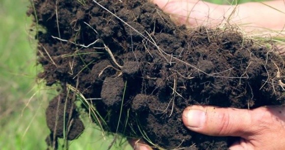 Українські ґрунти мають низький вміст азоту, — дослідження фото, ілюстрація
