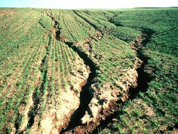 Щороку український ґрунт втрачає по 400-500 кг/га органіки фото, ілюстрація