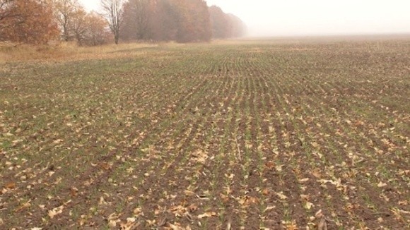 В Україні зволоження ґрунту одне із найгірших за останні 10 років фото, ілюстрація