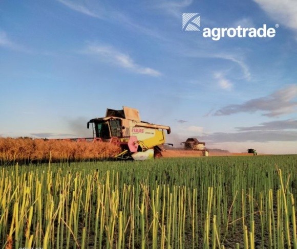 Група АГРОТРЕЙД виконала план врожайності озимого ріпаку на 110% фото, ілюстрація