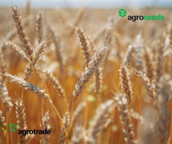 У 2022 році посівним матеріалом Agroseeds були засіяні поля у восьми регіонах України, — Група АГРОТРЕЙД фото, ілюстрація