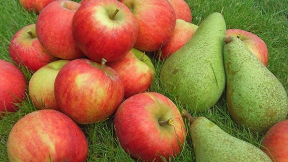 WAPA озвучила перший прогноз врожаю яблук і груш у ЄС на 2018 рік фото, ілюстрація