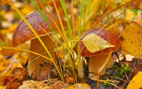 «Дари Гуцульщини» продають лісові гриби у кілька країн фото, ілюстрація