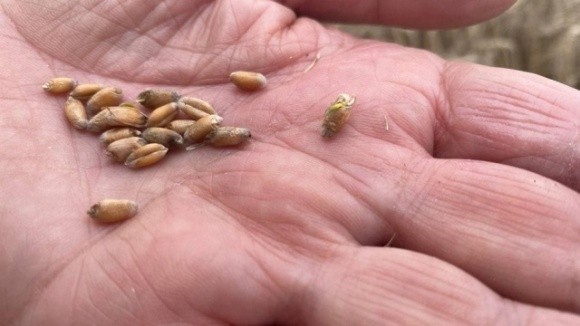 Агросектор Херсонщини: цьогоріч зберуть фуражного зерна більше ніж продовольчого фото, ілюстрація