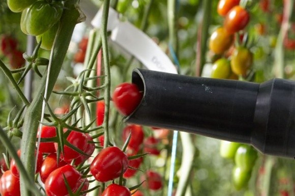 Робототехніка та штучний інтелект – інновації у вирощуванні та збиранні томатів фото, ілюстрація