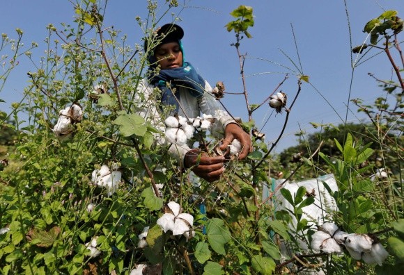 Monsanto продає свій бавовняний бренд індійській Tierra Agrotech фото, ілюстрація