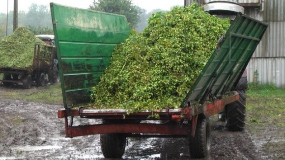 Через затяжні дощі підприємство на Хмельниччині втрачає врожай хмелю фото, ілюстрація