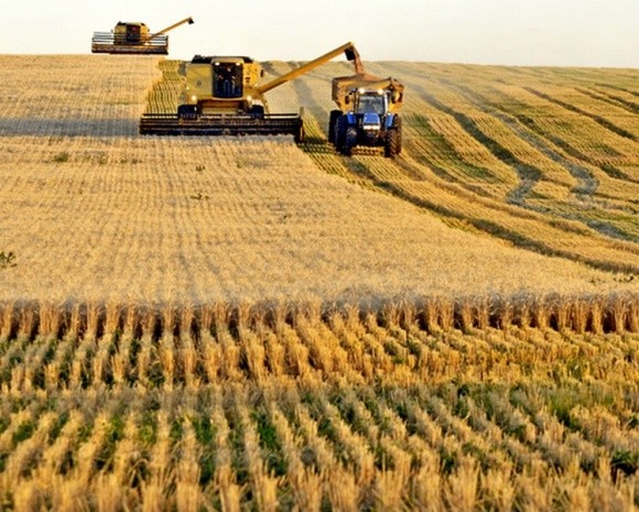 Зниження посівних площ пшениці в США вигідно Україні фото, ілюстрація