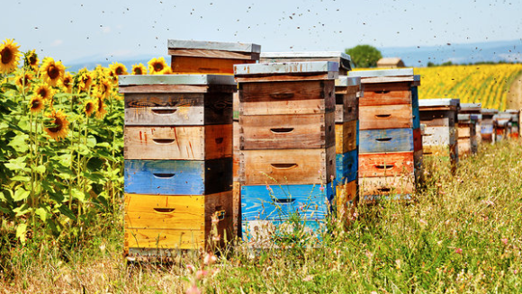 Україна нарощує виробництво меду фото, ілюстрація