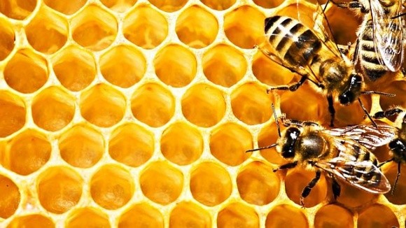 Програму з контролю хвороб бджіл необхідно впровадити вже цього року, – заступник міністра фото, ілюстрація