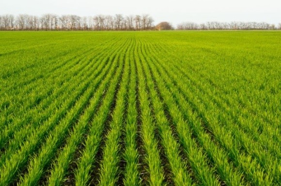 Чверть посівів зернових в Україні уражено хворобами фото, ілюстрація