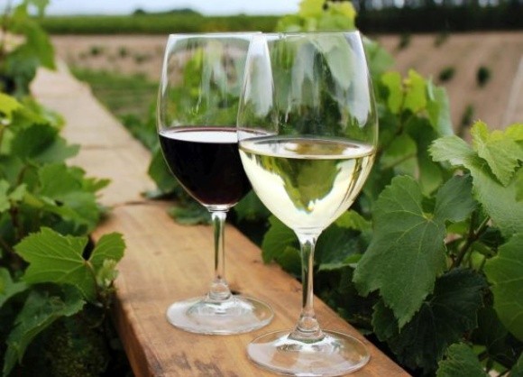 Из сортов винограда селекции Института Таирова будут производить эксклюзивные локальные украинские вина фото, иллюстрация
