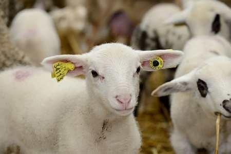 ФАО і МЕБ ініціюють кампанію по боротьбі з чумою мілких жвачних тварин фото, ілюстрація
