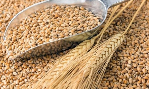 Франція оплатить доставку пшениці, яку Україна виділила для Ефіопії та Сомалі фото, иллюстрация