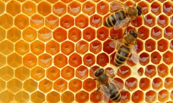 Європейські бджолярі б’ють на сполох фото, ілюстрація