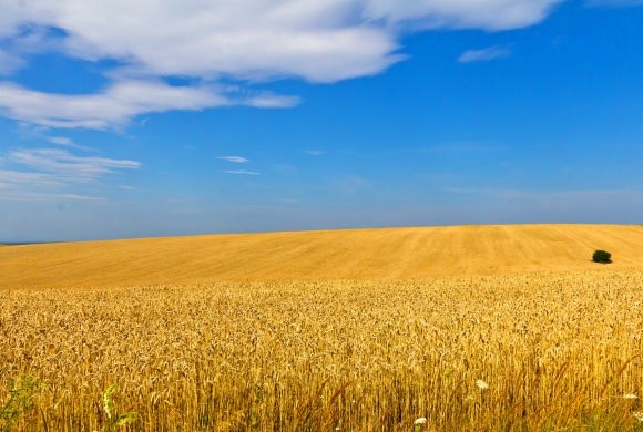 Прогноз/оценка USDA по севу кукурузы, сои и пшеницы удивили рынок фото, иллюстрация