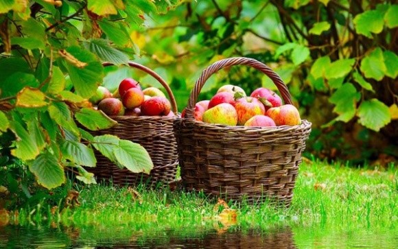 Українські яблука вперше поїхали відразу в 5 країн Близького Сходу  фото, ілюстрація