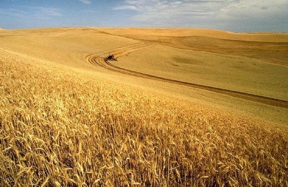 Частка причорноморських країн в світовому експорті зерна скоротиться вперше за 6 років фото, ілюстрація