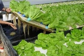 Компания Aquafarm планирует выращивать овощи и зелень по уникальной технологии фото, иллюстрация