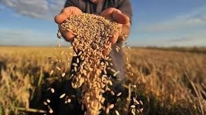 Пропозиція зернових в сезоні 2017-2018 років зберігається на високому рівні фото, ілюстрація