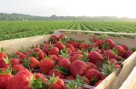 Де зберігатимуть аграрії врожай, якщо в Україні бракує фруктосховищ фото, ілюстрація