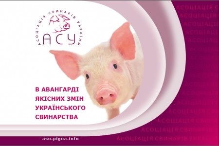 Асоціація "Свинарі України" розповіла про нові ринки збуту  фото, ілюстрація