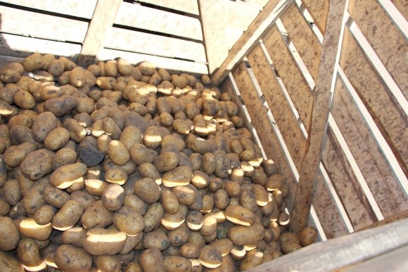 Урожай картоплі в Україні становить 15-16 млн т фото, ілюстрація