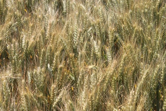 Великобританія зібрала врожай пшениці і ячменю нижче середнього фото, ілюстрація