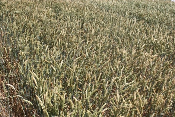 У новому стандарті на пшеницю буде переглянуто кількість класів та методи визначення якості фото, ілюстрація