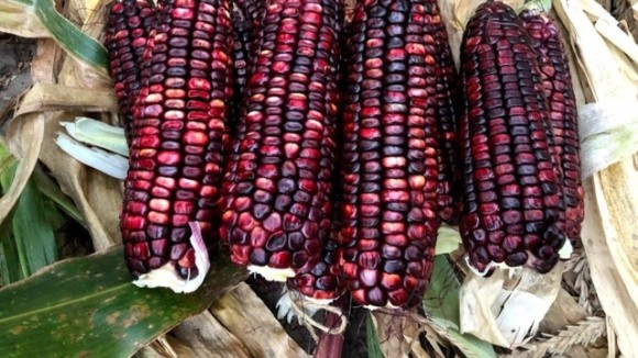 Дієтична фіолетова кукурудза набуває популярності фото, ілюстрація