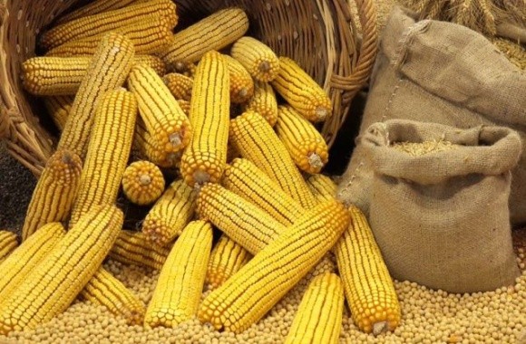 Посуха змусила Угорщину купляти кукурудзу в Україні фото, ілюстрація