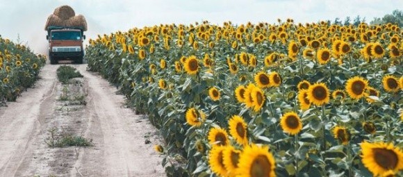 Болгарія призупинила імпорт насіння соняшнику з України фото, ілюстрація