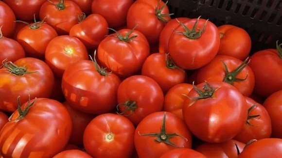 Дефіцит тепличних томатів дав змогу імпортерам підвищити ціни фото, ілюстрація