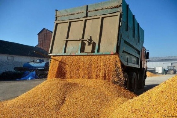 Продовжуючи заборону на імпорт українського зерна, Польща ризикує отримати санкції з боку ЄС фото, ілюстрація