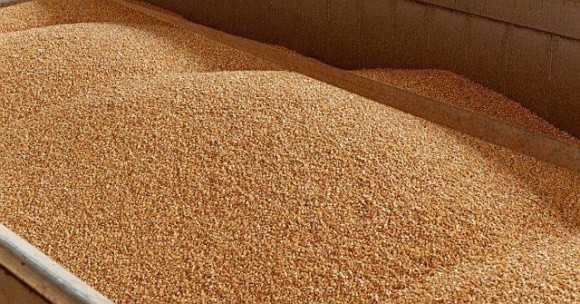 Болгарія наполягає на впровадженні мит та квот на імпорт українського зерна до ЄС фото, ілюстрація