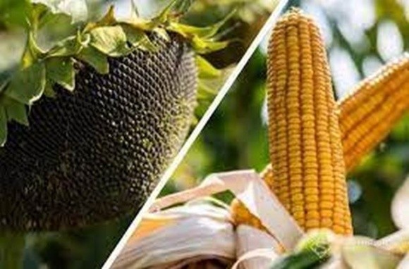 Українські аграрії найбільше імпортують насіння кукурудзи та соняшнику фото, ілюстрація