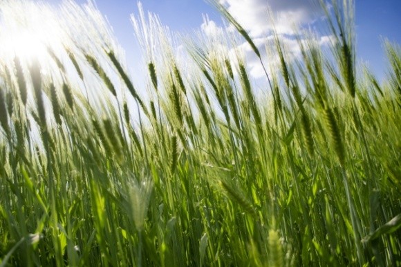 Corteva Agriscience запускає Inatreq™ Active для зернових в Європі фото, ілюстрація