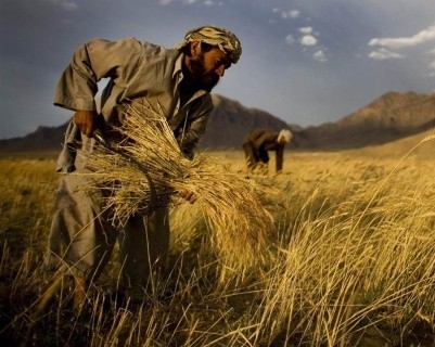 У 2018 році Індія збільшить виробництво пшениці та відмовиться від імпорту фото, ілюстрація