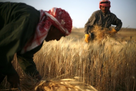 Індія зайняла ключову позицію в імпорті української пшениці фото, ілюстрація