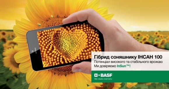 BASF виводить на ринок перший гібрид соняшника традиційної системи вирощування фото, ілюстрація