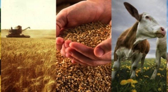 Інвесторам в Україні цікаві виробництво зернових, молочної та м'ясної продукції, - експерт фото, ілюстрація